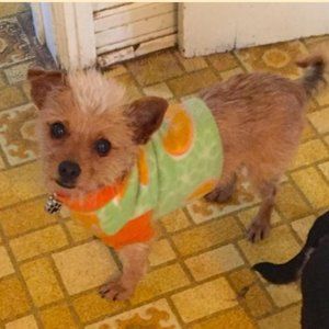 😻DELETING TODAY CLOSING FINAL$ DROP😻-Size A Fleece Dog pullover sweater